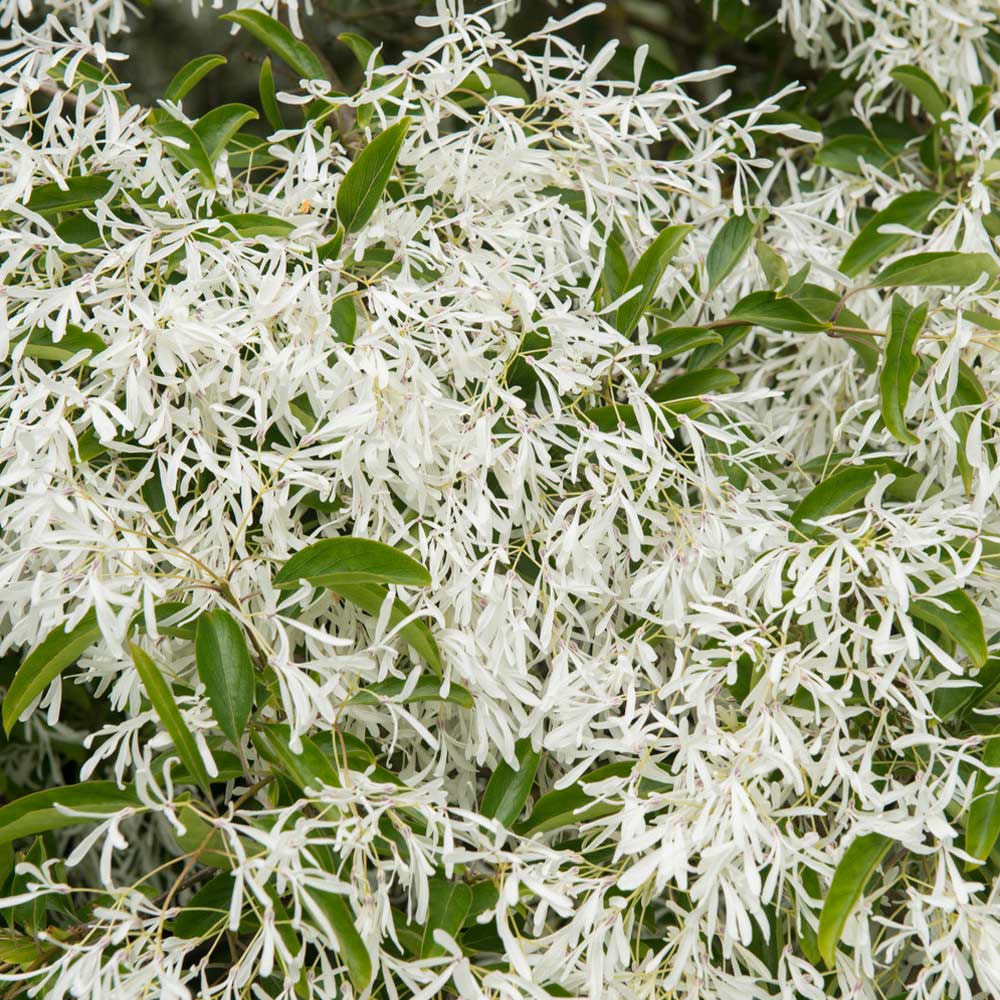 Chinese Fringe Tree - Image 3