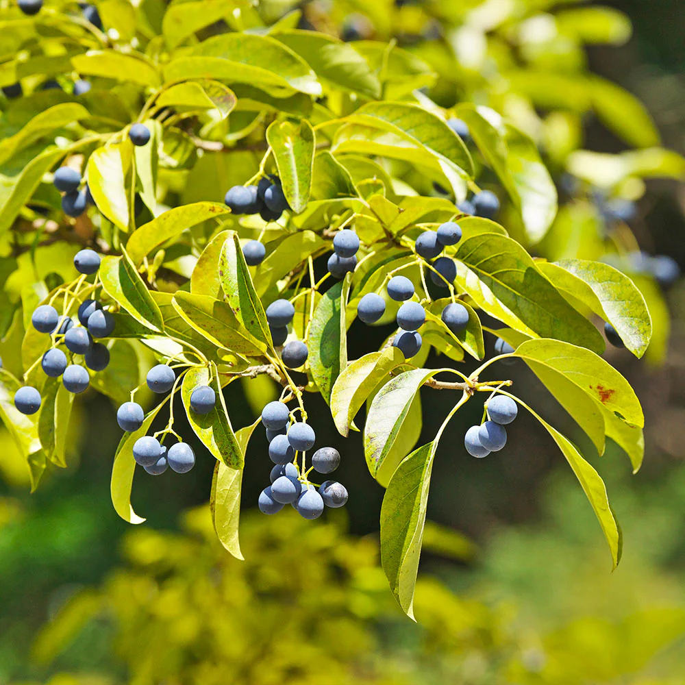 Chinese Fringe Tree - Image 4