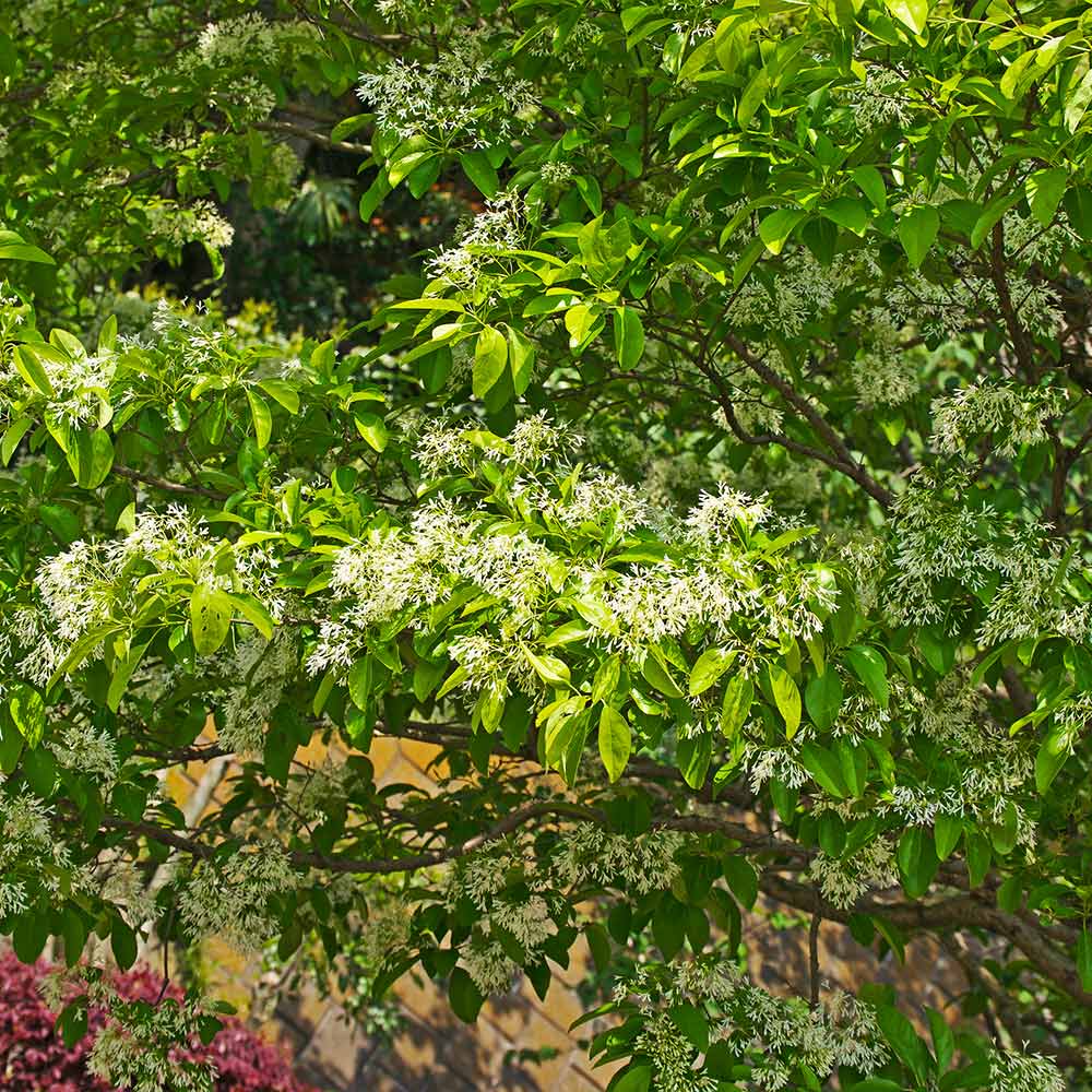 Chinese Fringe Tree - Image 5