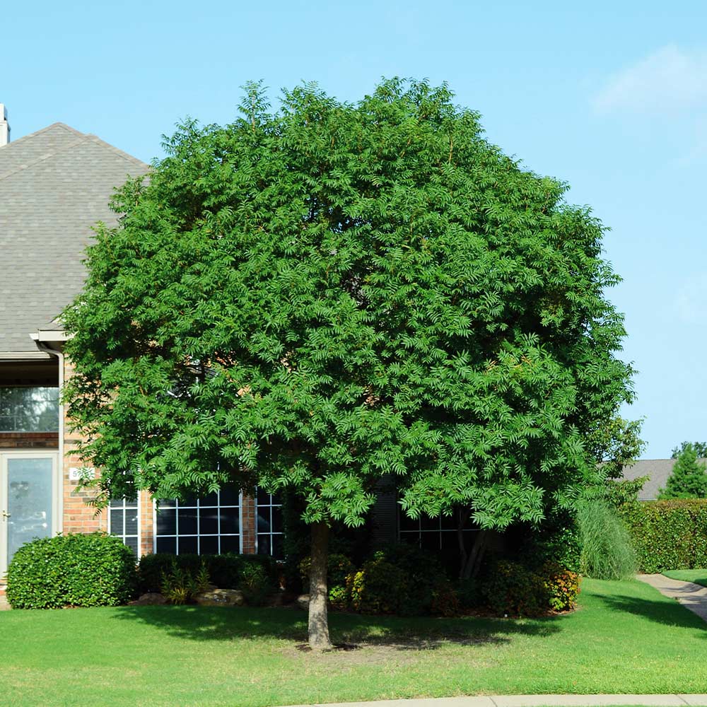 Chinese Pistache Tree - Image 3