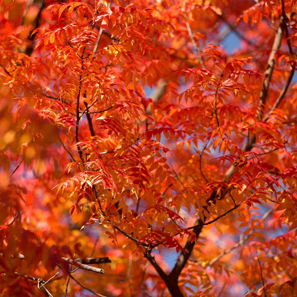Chinese Pistache Tree - Image 4