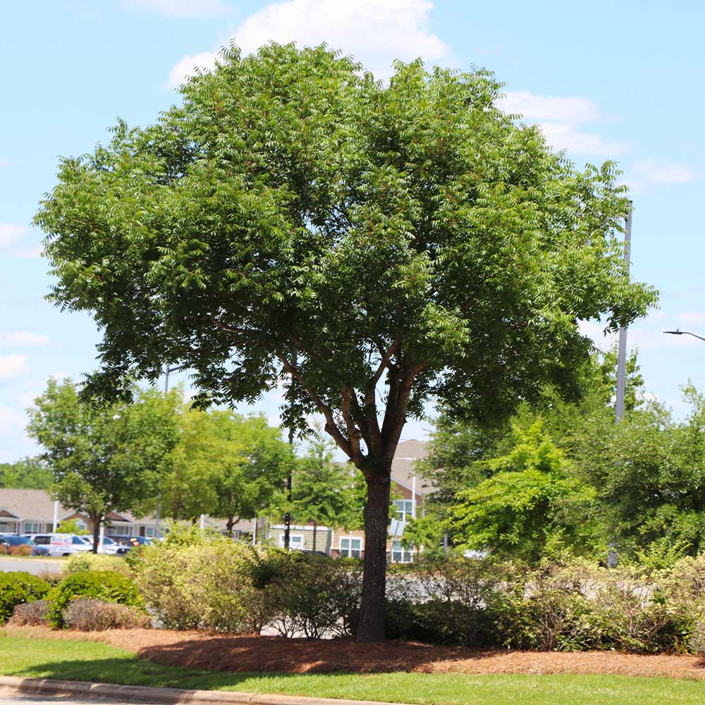 Chinese Pistache Tree - Image 5