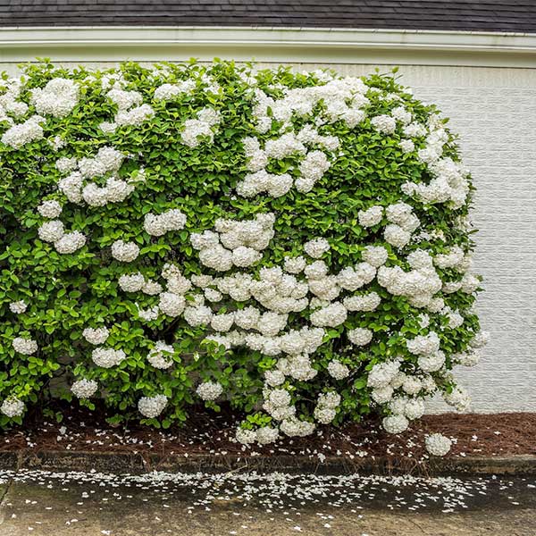 Chinese Snowball Bush - Image 2