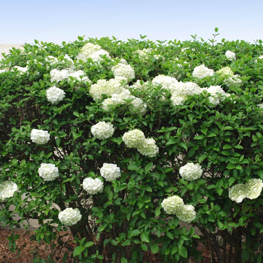 Chinese Snowball Bush - Image 3