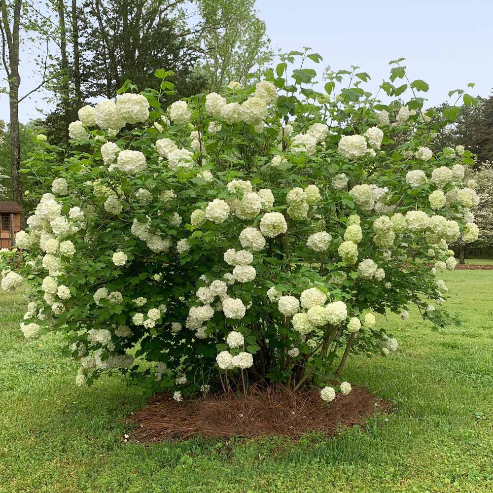 Chinese Snowball Bush - Image 4