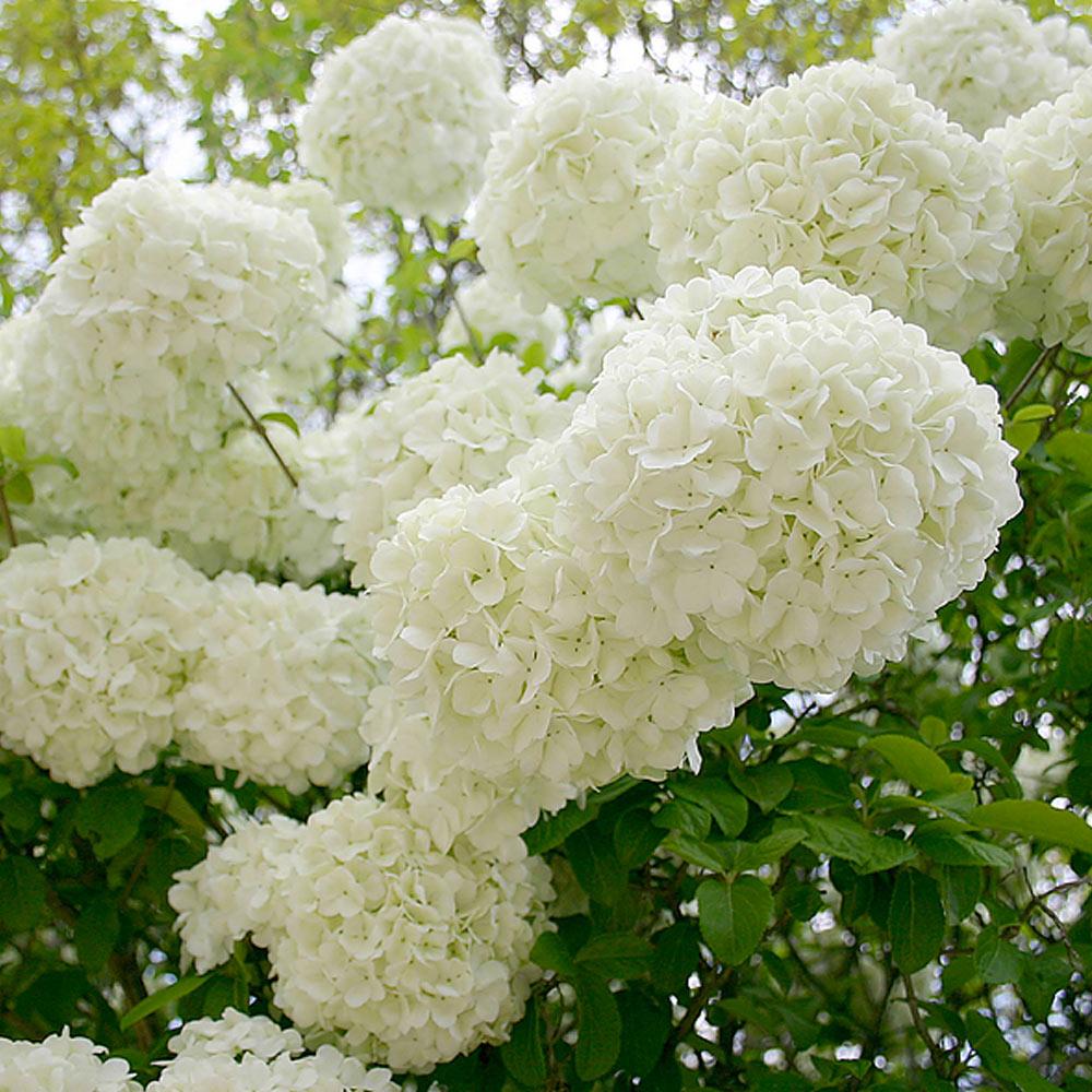 Chinese Snowball Bush - Image 5