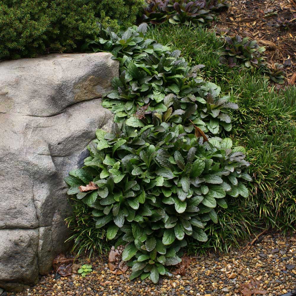 Chocolate Chip Ajuga Plant - Image 3