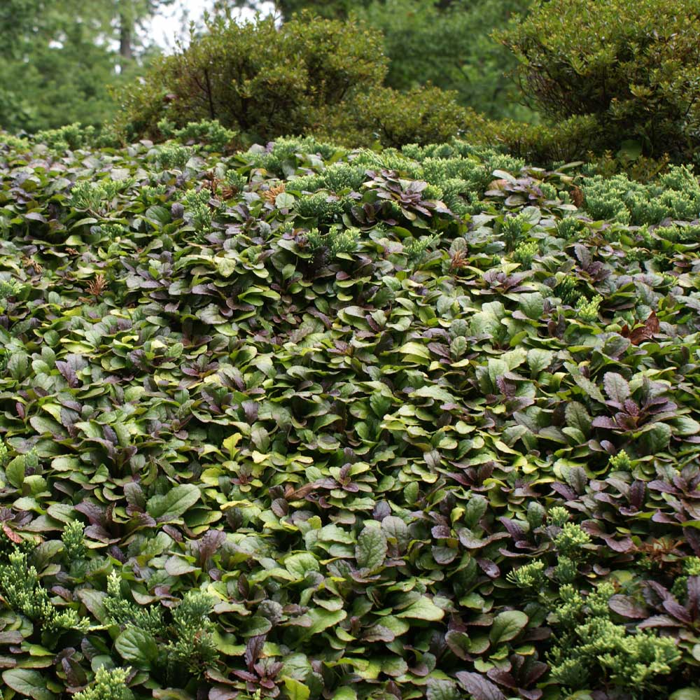 Chocolate Chip Ajuga Plant - Image 4