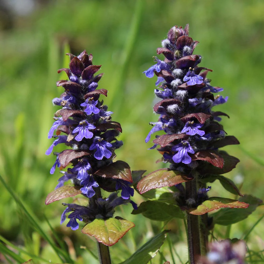 Chocolate Chip Ajuga Plant - Image 5