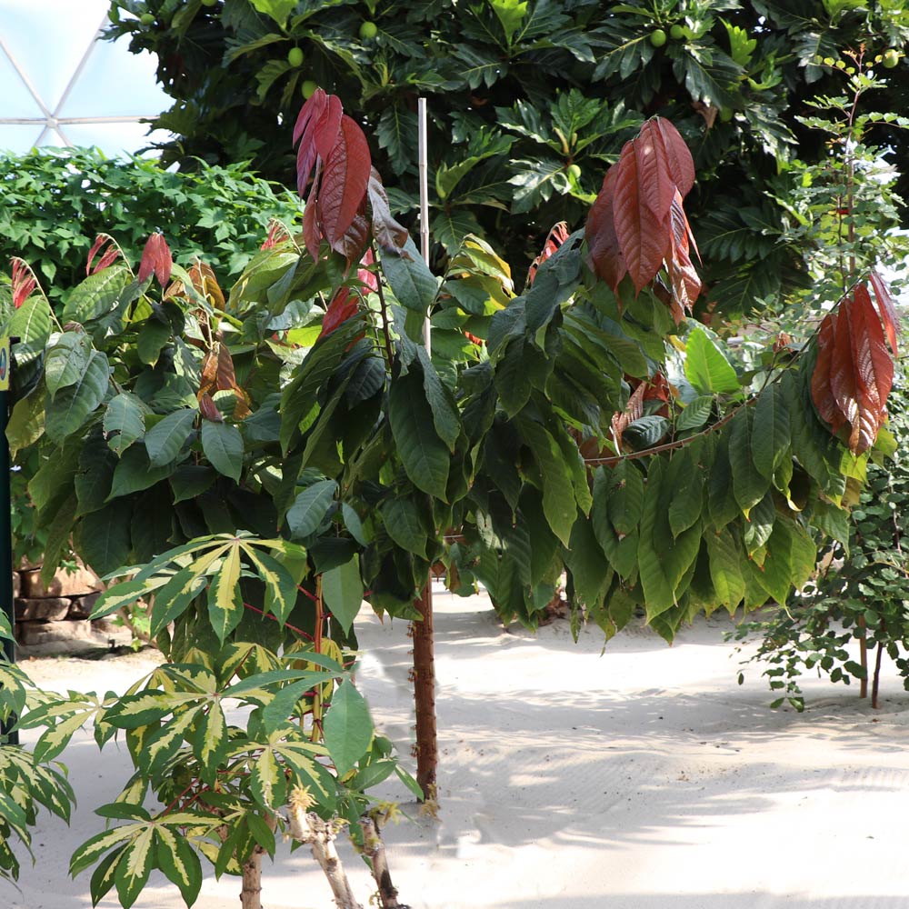 Chocolate Cocoa 'Cacao' Plant - Image 3