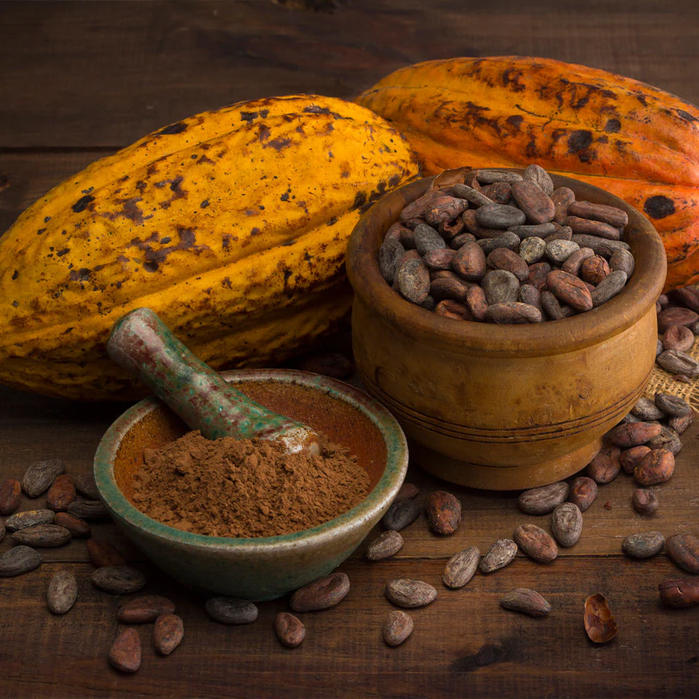 Chocolate Cocoa 'Cacao' Plant - Image 4