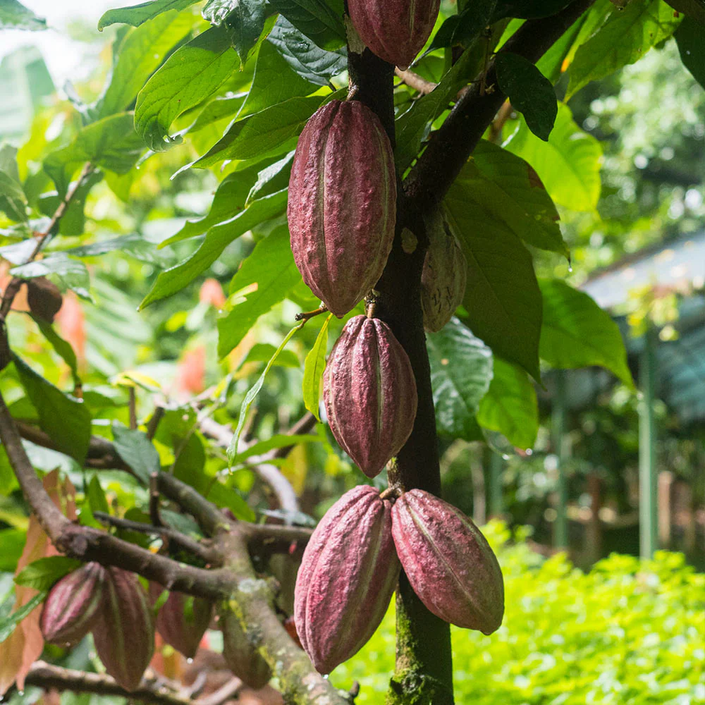 Chocolate Cocoa 'Cacao' Plant - Image 5