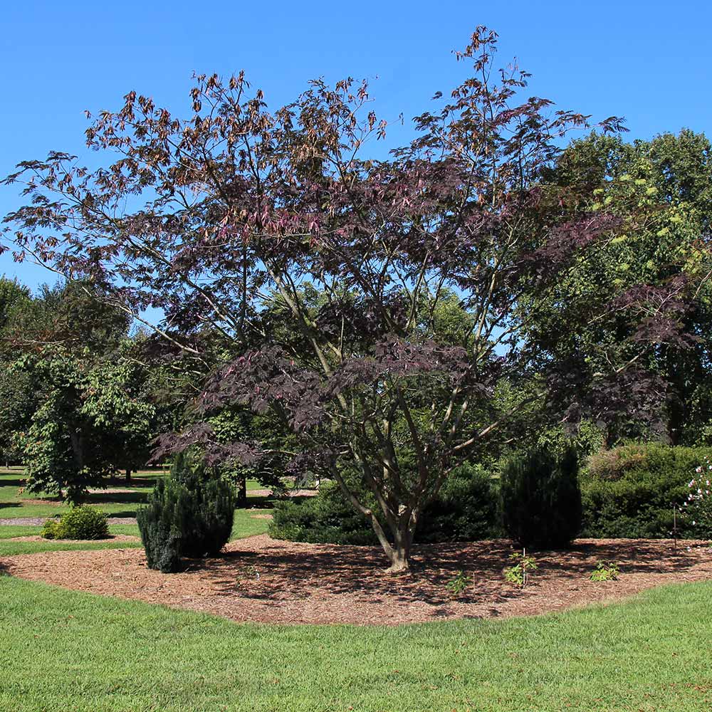 Bloomables® Summer Chocolate Mimosa Tree - Image 3