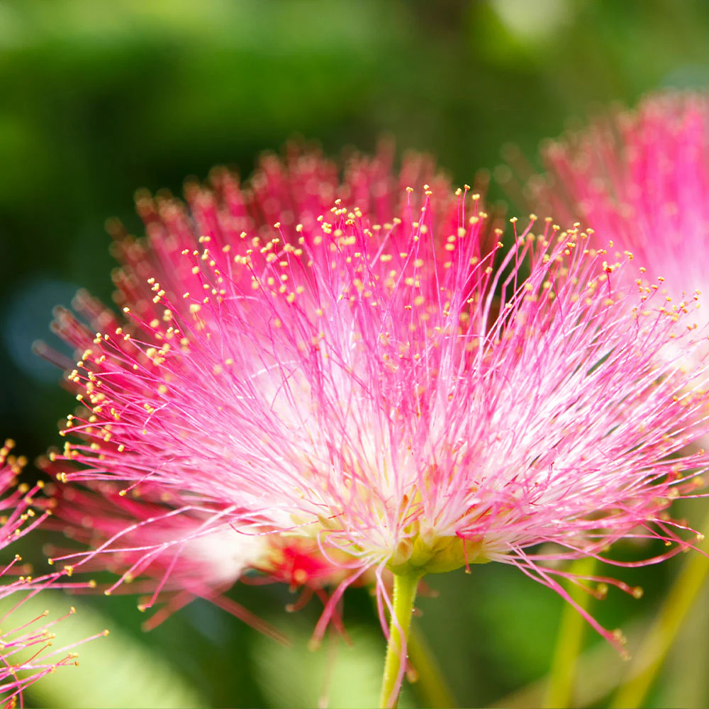 Bloomables® Summer Chocolate Mimosa Tree - Image 4