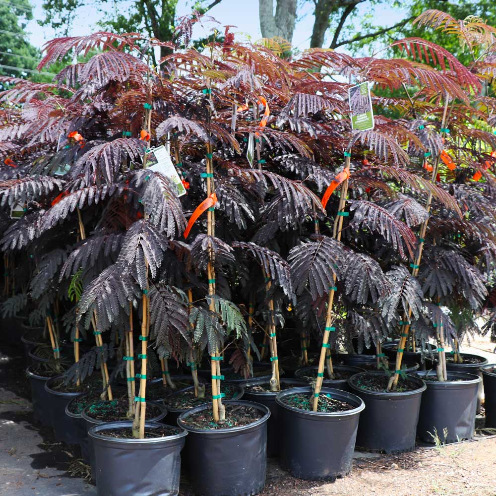 Bloomables® Summer Chocolate Mimosa Tree - Image 5