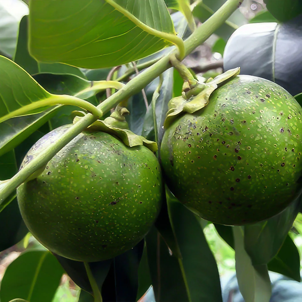Black Sapote - Image 2