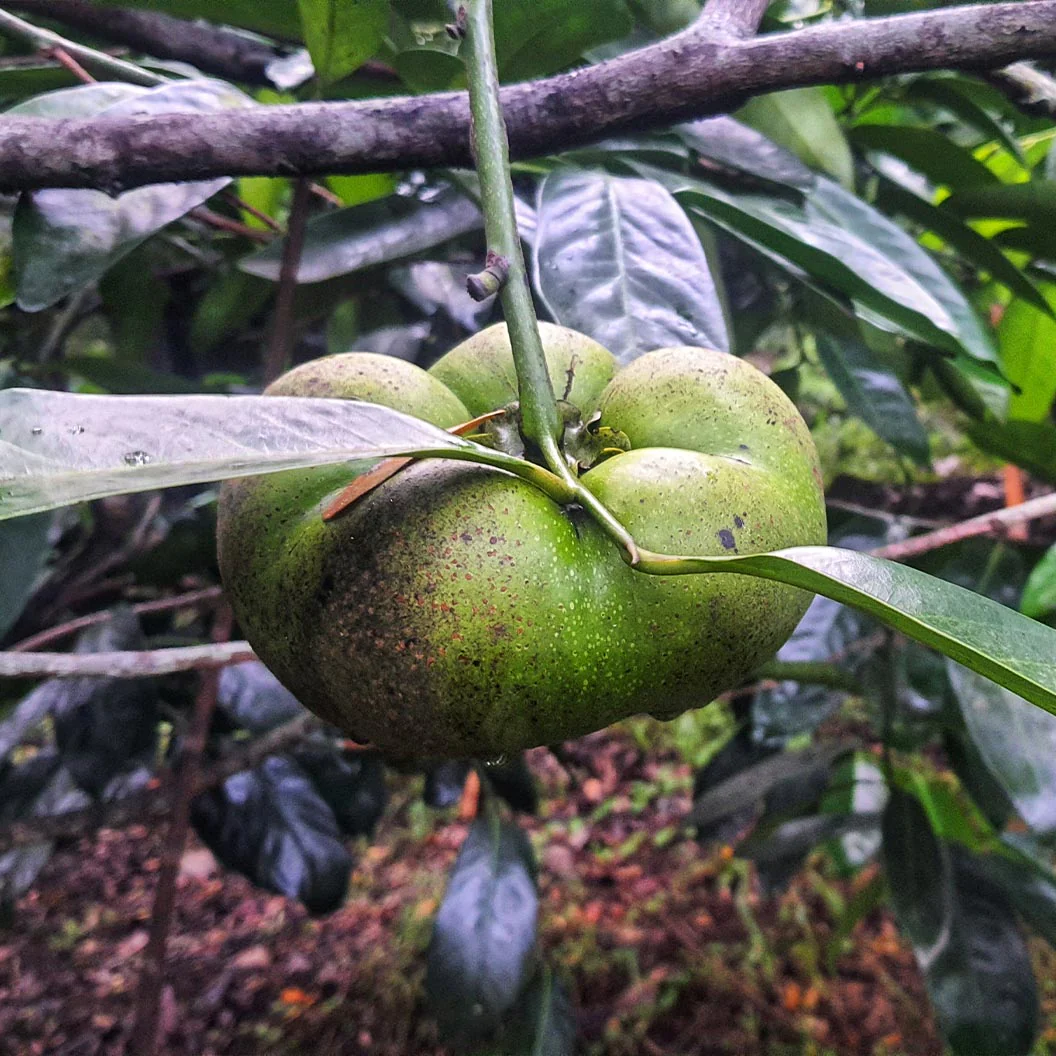 Black Sapote - Image 4