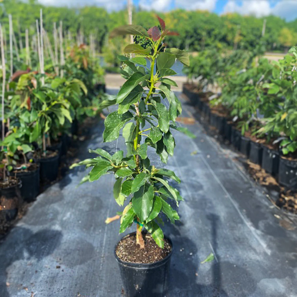 Choquette Avocado - Image 3
