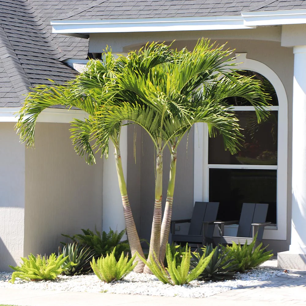 Christmas Palm - Image 2