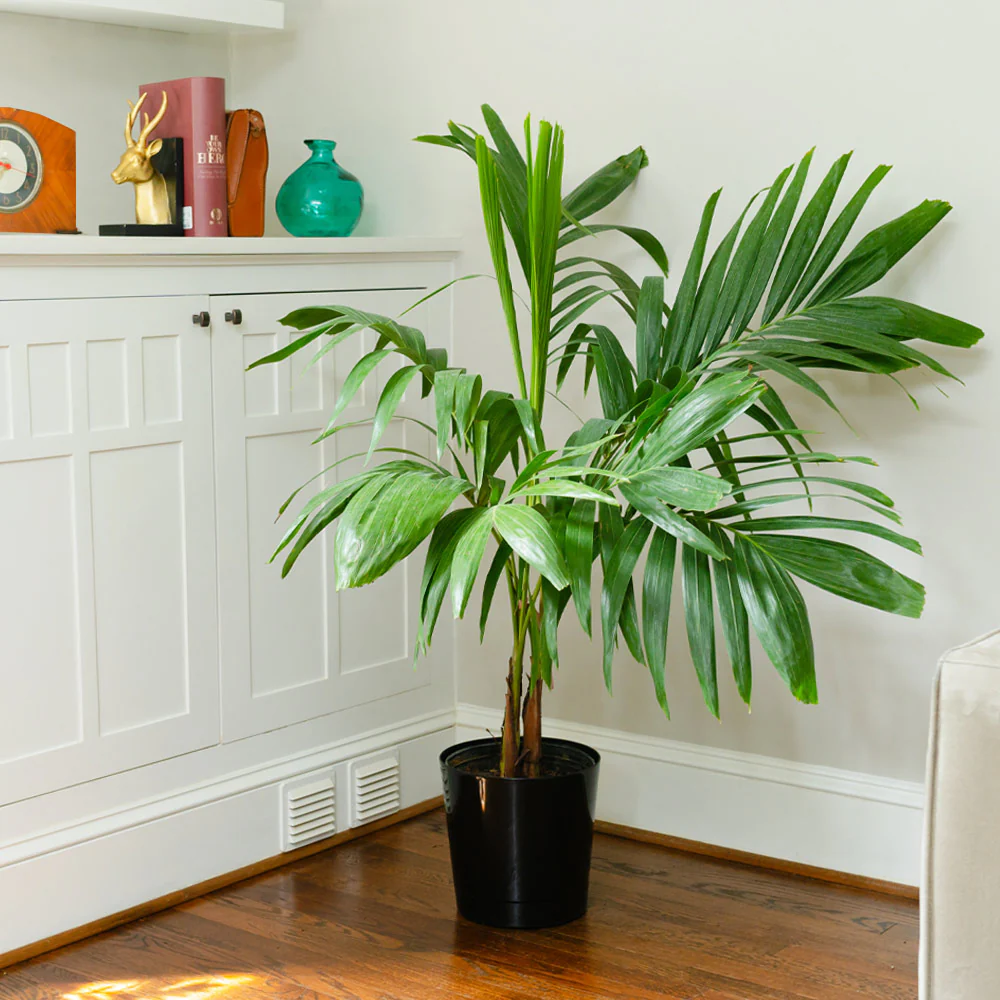 Christmas Palm - Image 5
