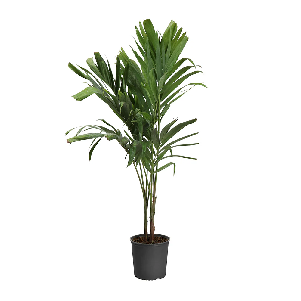 Christmas Palm - Image 7