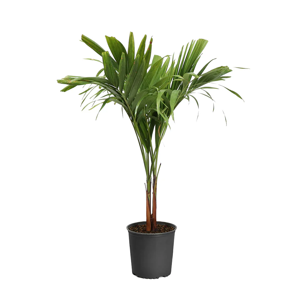 Christmas Palm - Image 8