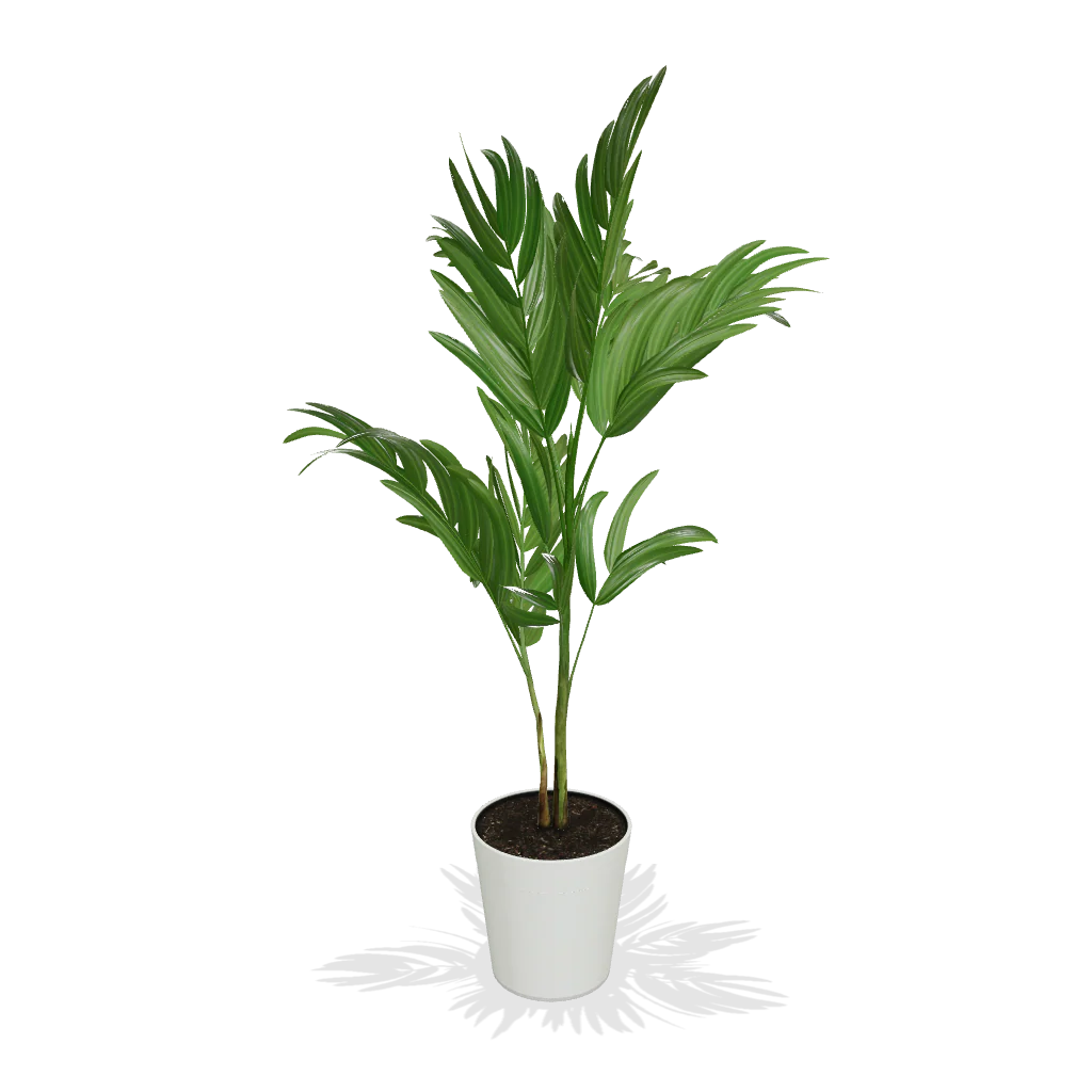 Christmas Palm - Image 9