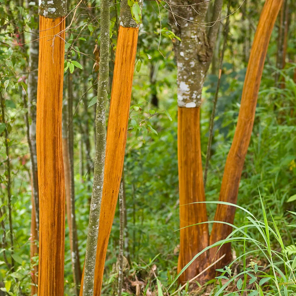 Cinnamon Tree - Image 2