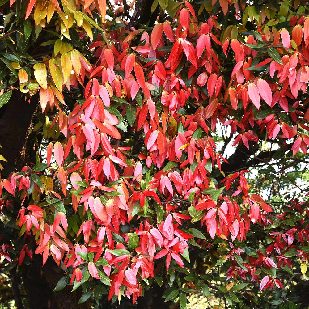 Cinnamon Tree - Image 4
