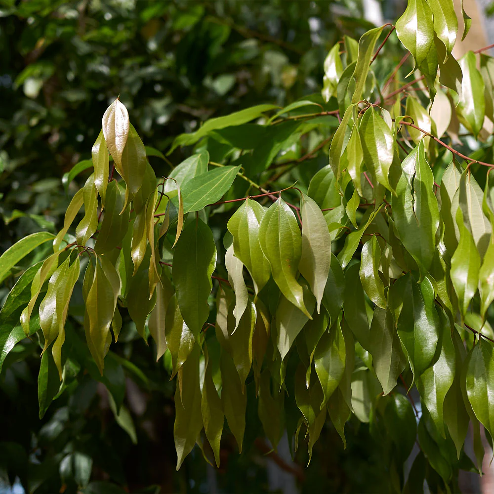Cinnamon Tree - Image 5