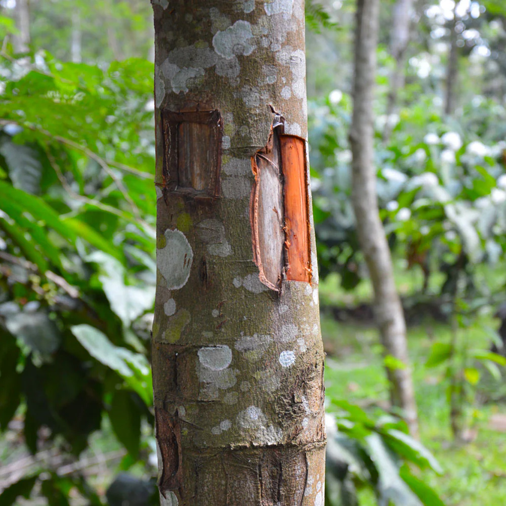 Cinnamon Tree - Image 6