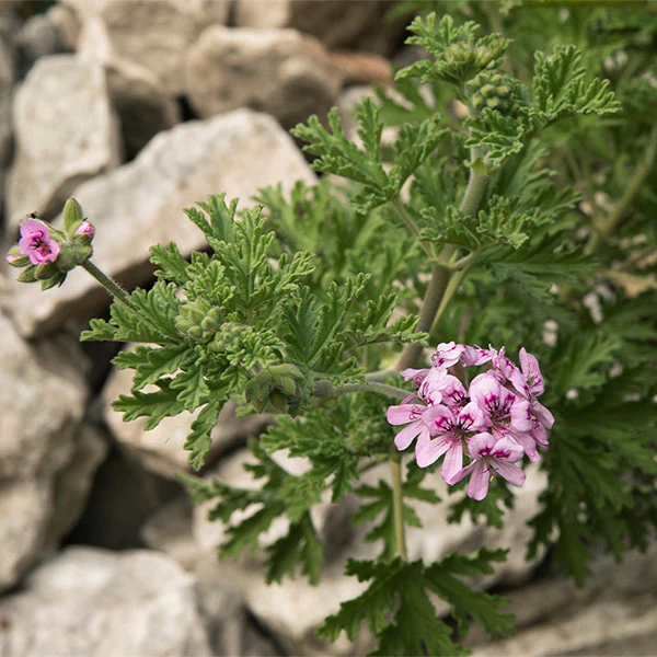 Citronella Plant - Image 3