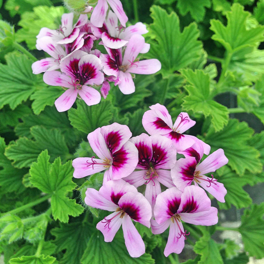 Citronella Plant - Image 4
