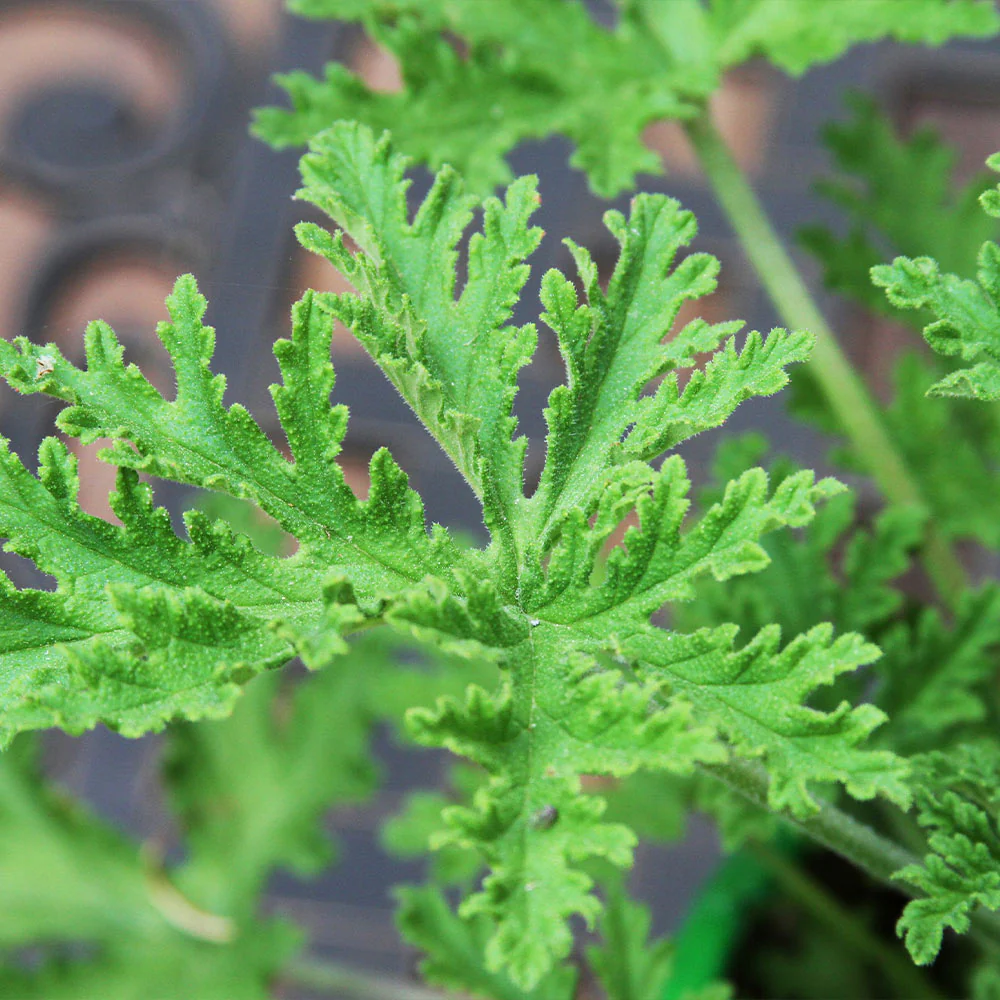 Citronella Plant - Image 5