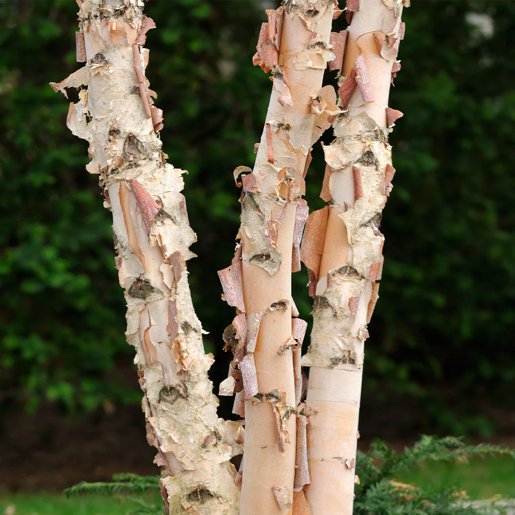 City Slicker® River Birch Tree - Image 3