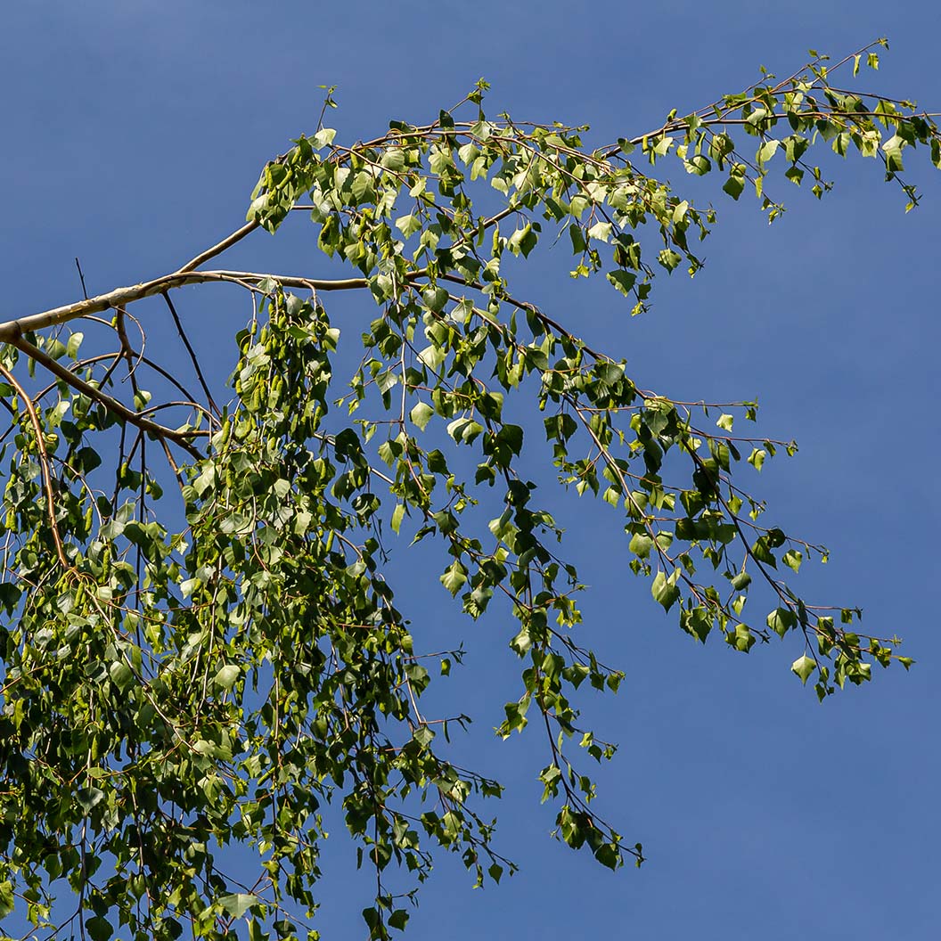 City Slicker® River Birch Tree - Image 4