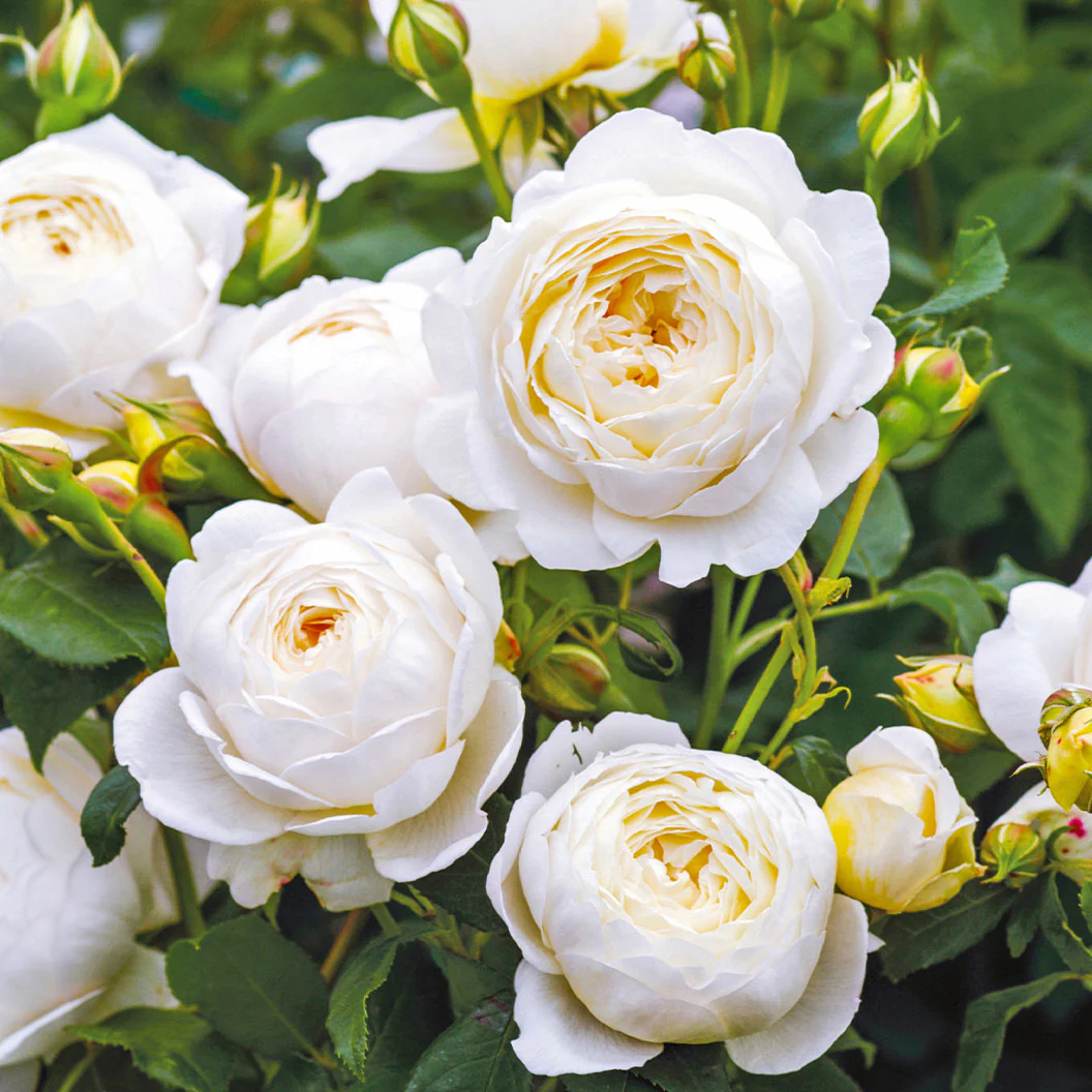 David Austin® Claire Austin® English Climbing Rose - Image 2