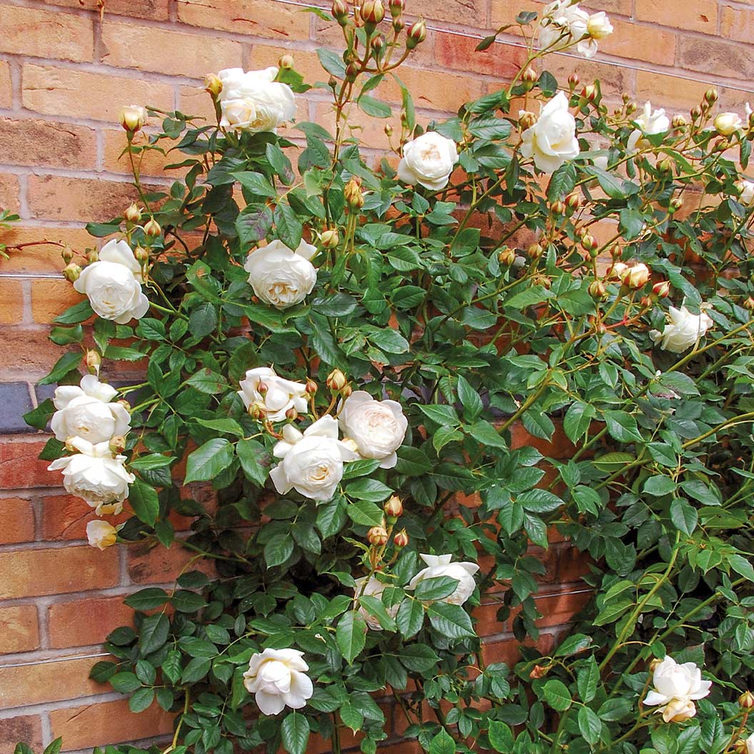 David Austin® Claire Austin® English Climbing Rose - Image 3