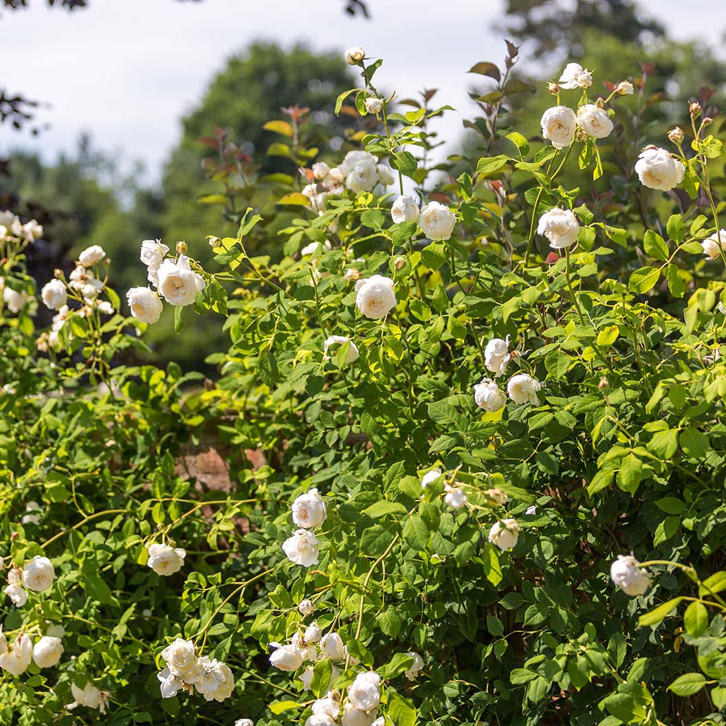 David Austin® Claire Austin® English Climbing Rose - Image 4