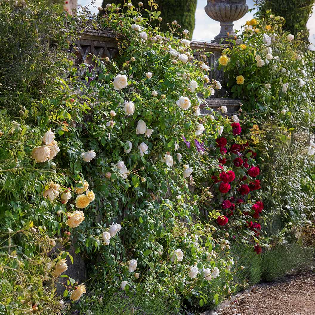 David Austin® Claire Austin® English Climbing Rose - Image 5
