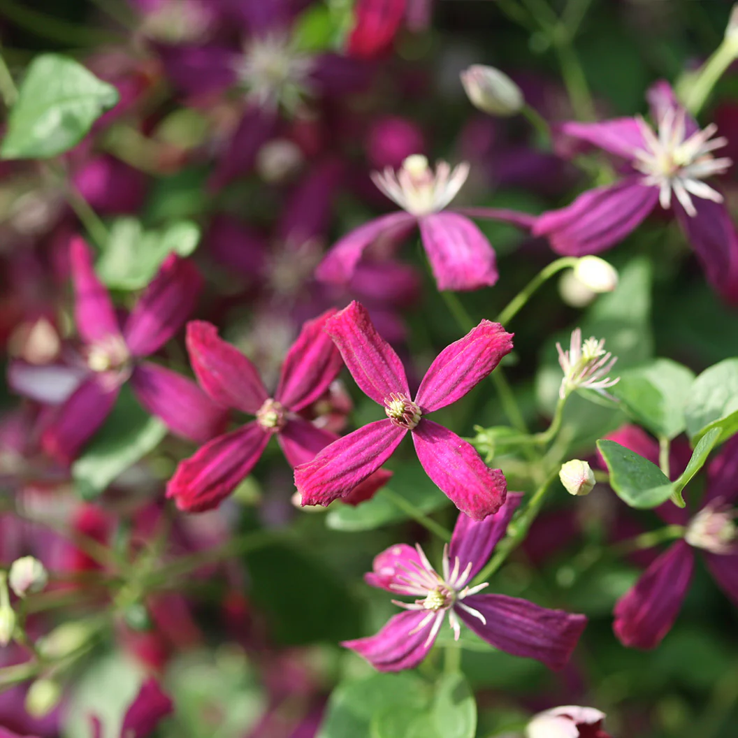 Proven Winners® Clematis 'Sweet Summer Love' Vine - Image 3