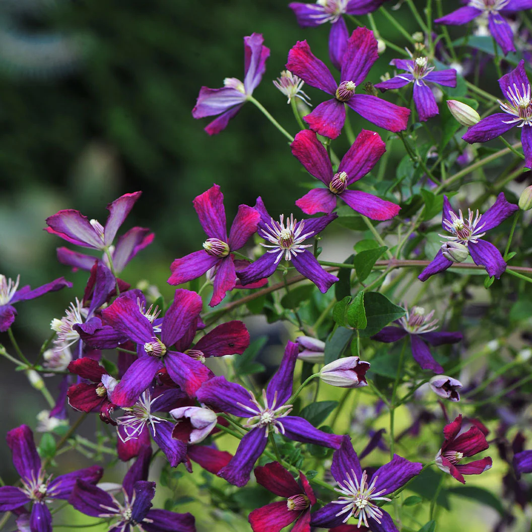 Proven Winners® Clematis 'Sweet Summer Love' Vine - Image 4