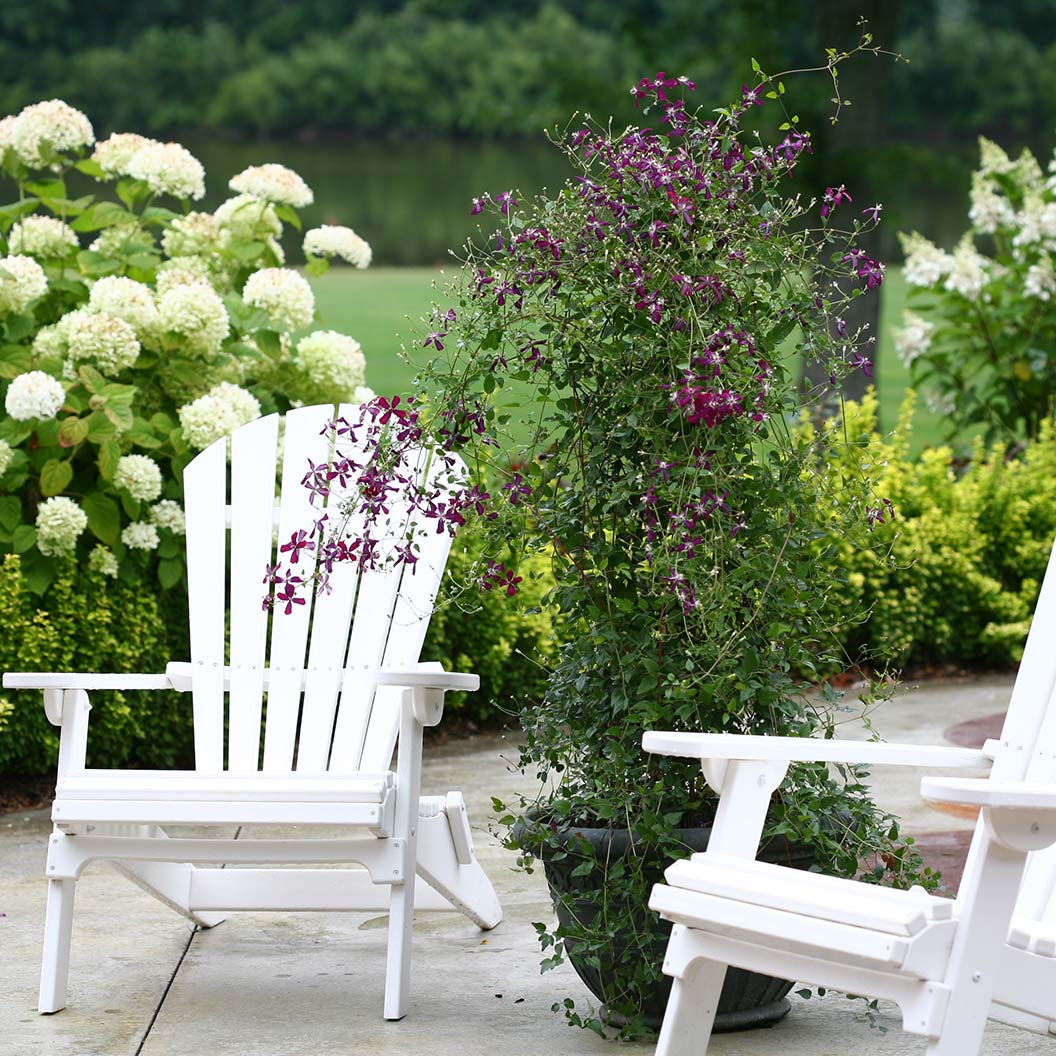 Proven Winners® Clematis 'Sweet Summer Love' Vine - Image 5