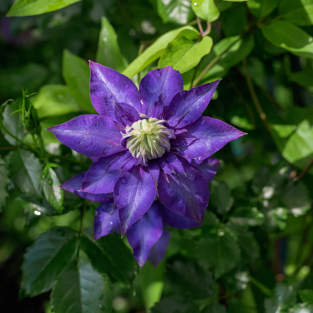 Clematis Vancouver™ Blue Lion Vine - Image 3