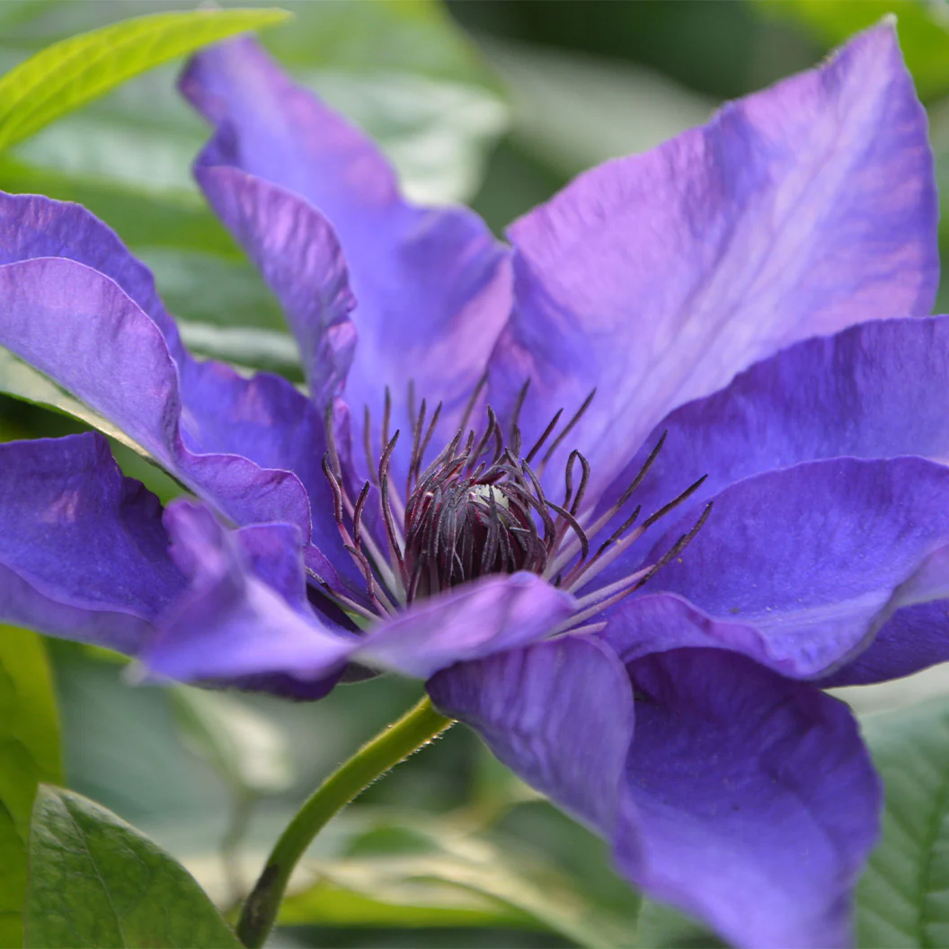 Clematis Vancouver™ Purple Tide Vine - Image 3