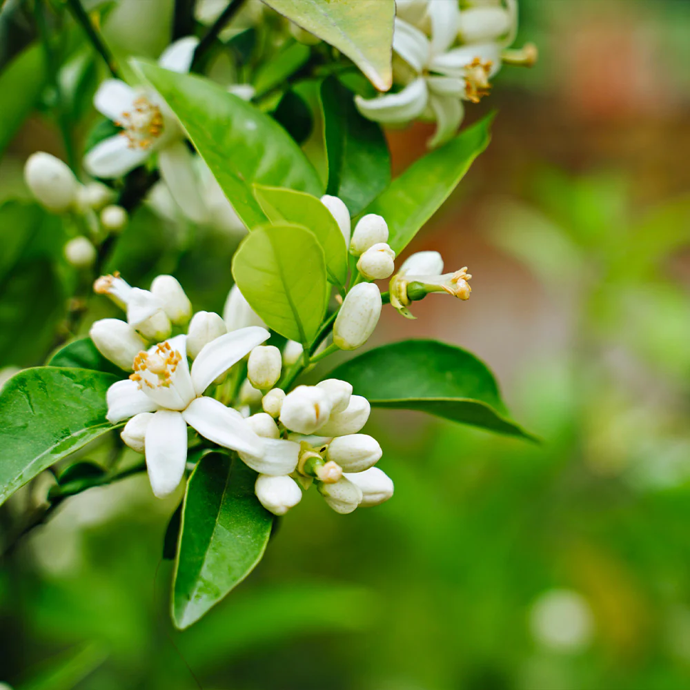 Clementine Tree - Image 5