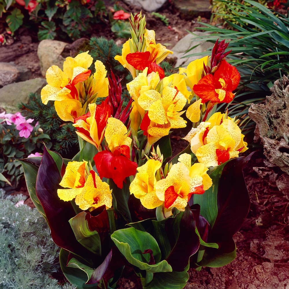 Cleopatra Canna Lily - Image 2