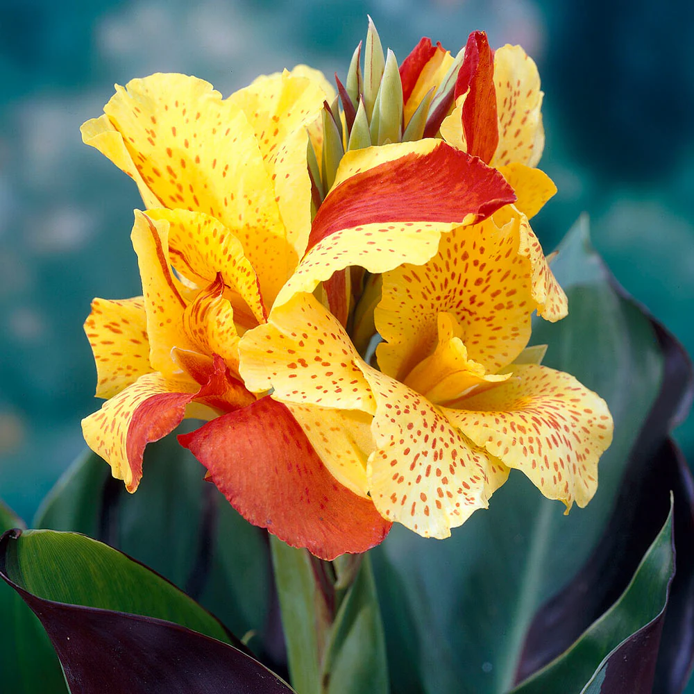 Cleopatra Canna Lily - Image 3