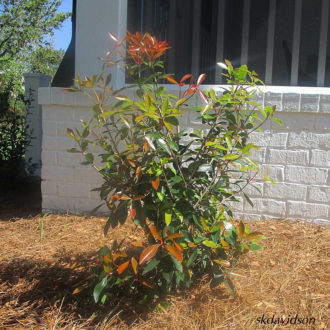 Cleyera Japonica - Image 2