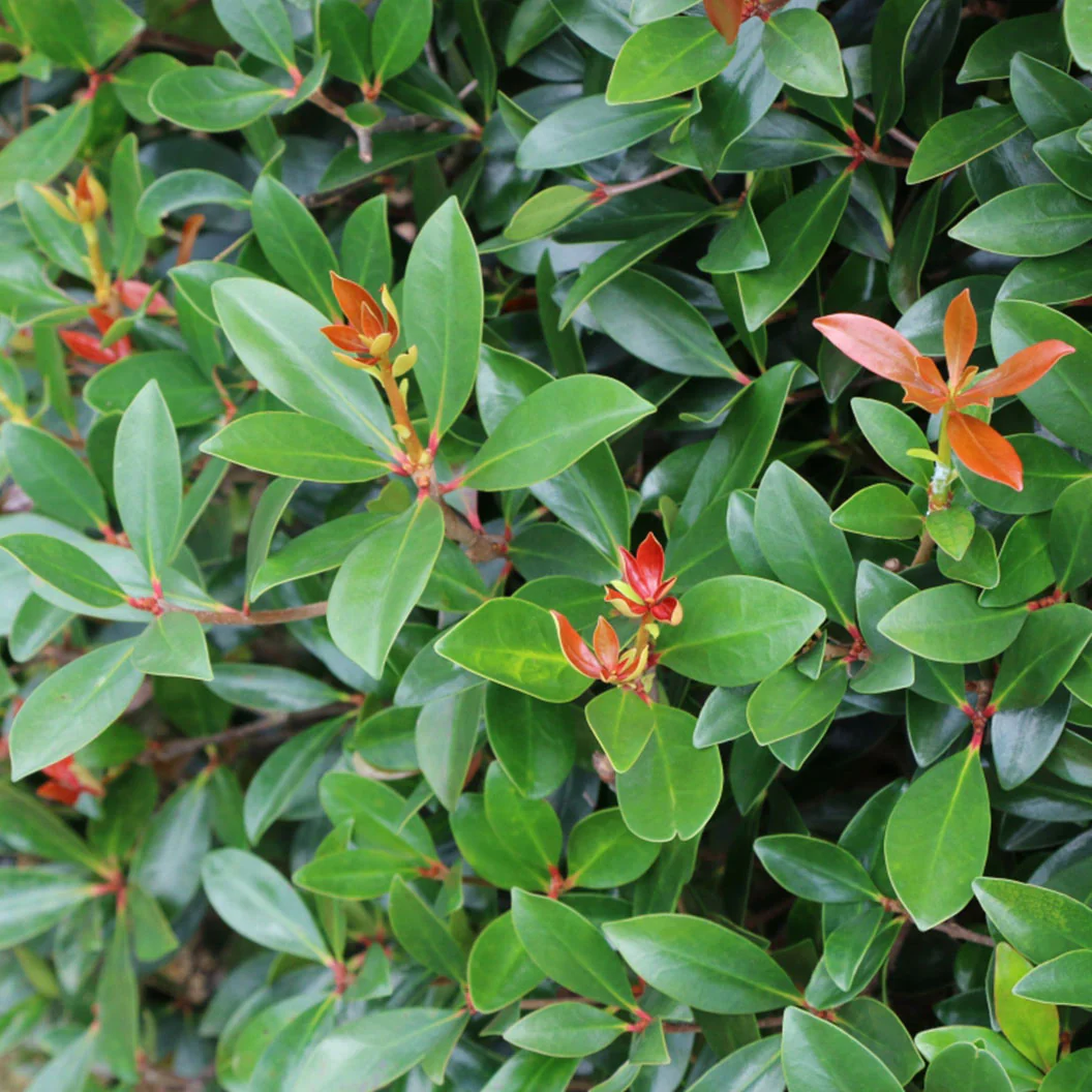 Cleyera Japonica - Image 3